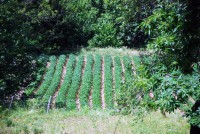 /album/azienda-agricola-lfour/campo-patate-jpg/